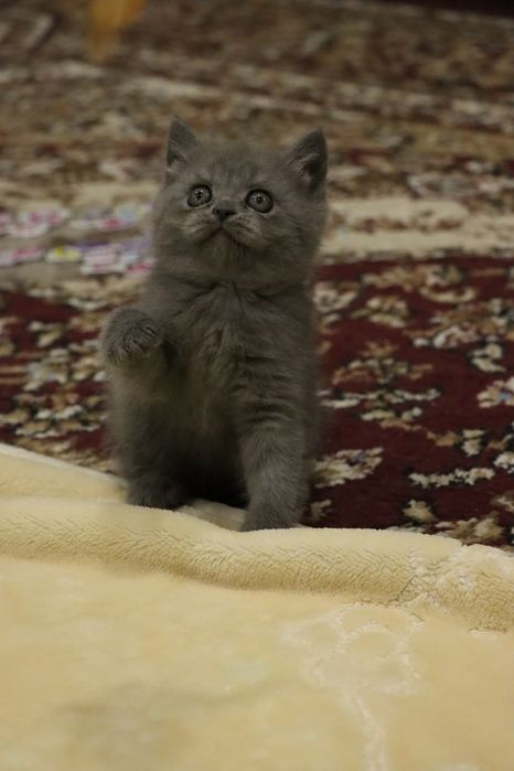 Срочно продается Пародистие котяты