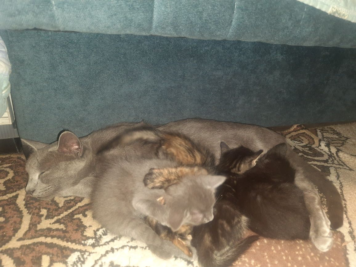 Котята в добрые руки )
