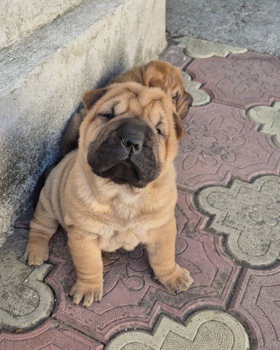 Shar pei drăgălași