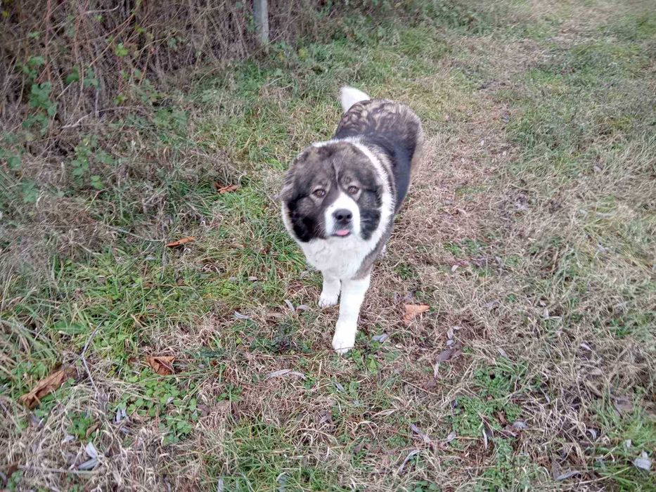 Подарявам женско българско овчарско куче