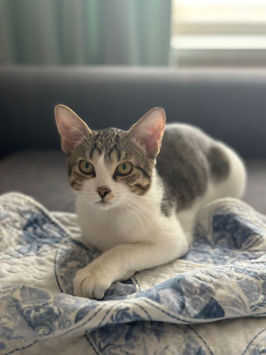 Отдам кота в надежные руки