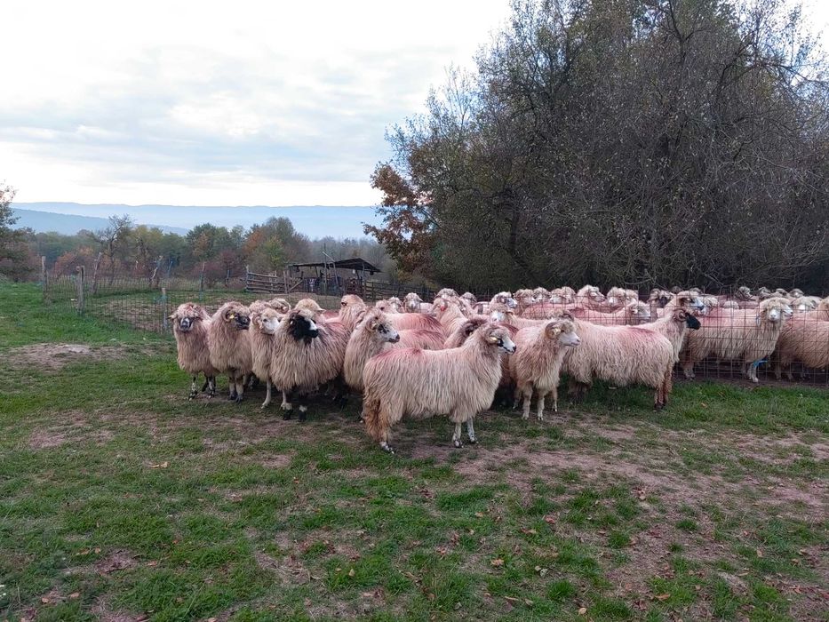 Oi de ținut de vanzare