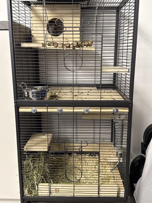 Vand pui chinchilla 10 saptamani