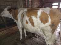 Vacă de vînzare de 4 ani