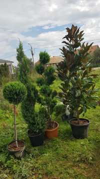 Plante ornamentale-  tuia columnaris- leylandii mesteacăn