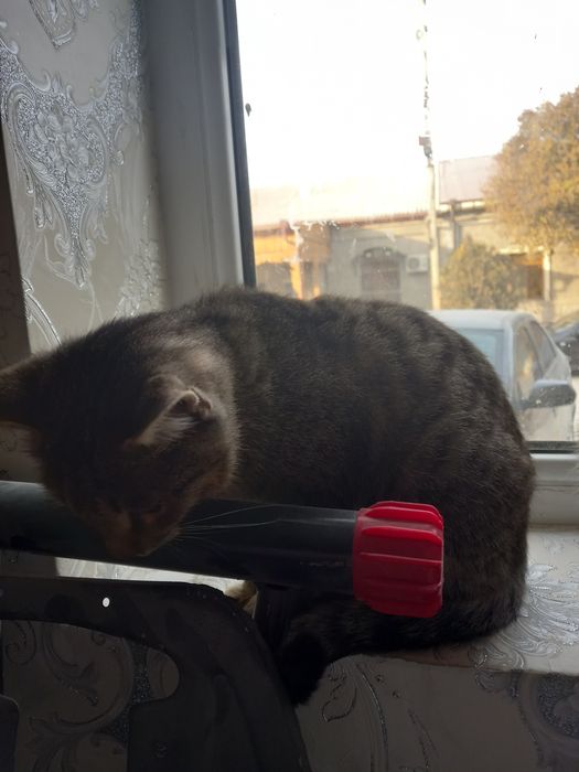 Кошки бесплатно пшиклани мута бараман