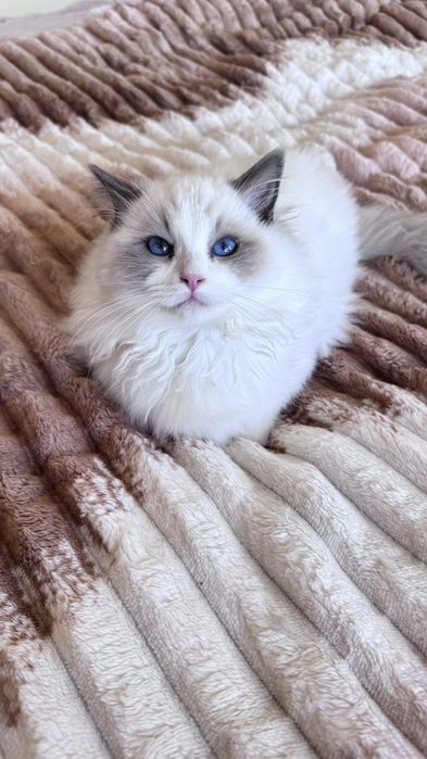 Рагдол/Регдол/Ragdol Две Женски и две Мъжко на три месеца с родословие