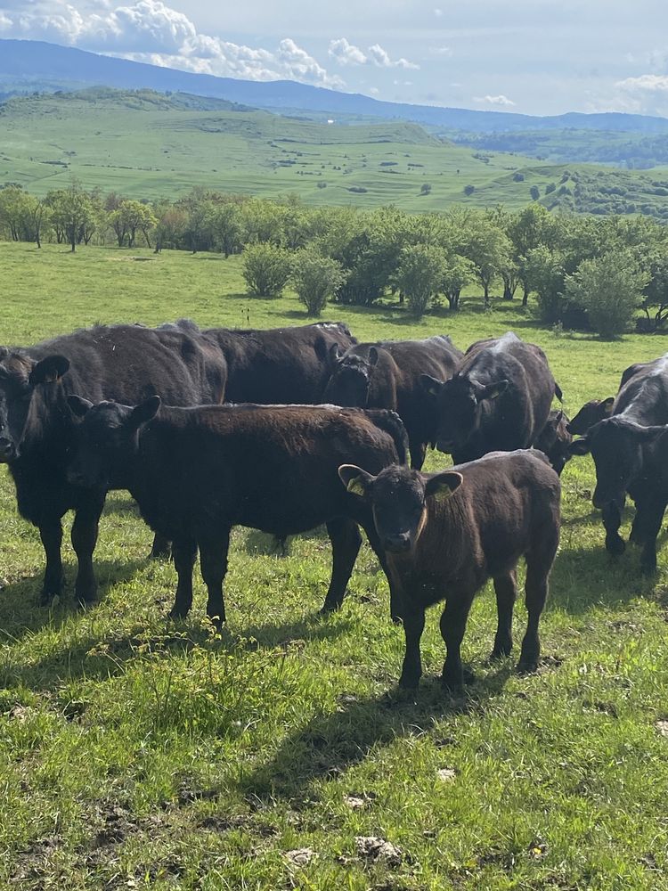 Vând vaci angus cu origine