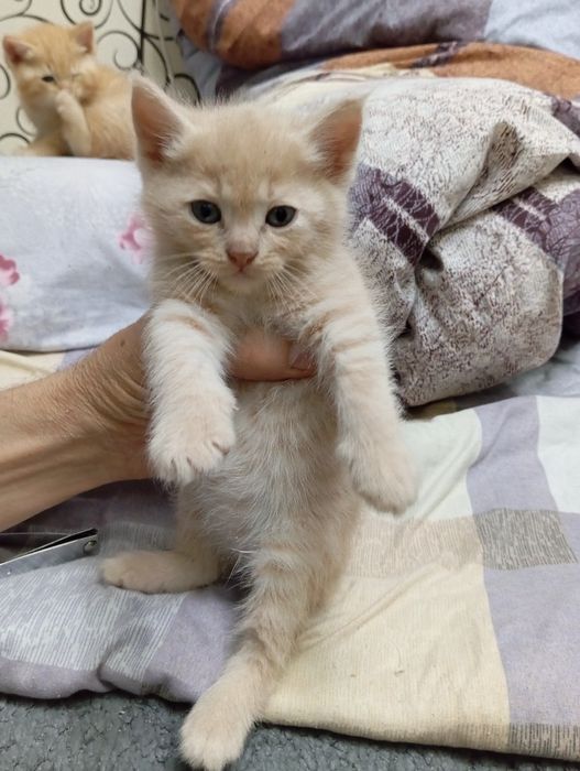 Котята в хорошие руки