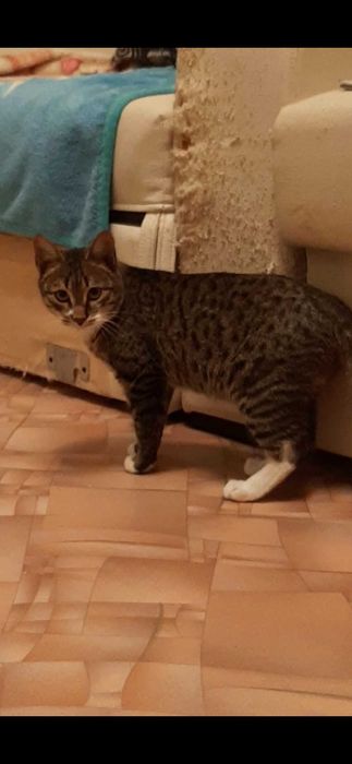 Отдам в добрые руки котиков