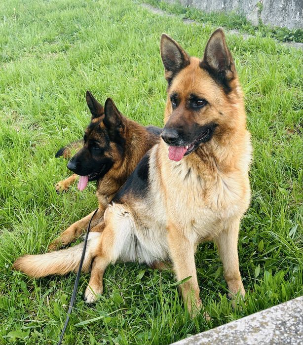 Femeluta ciobanesc german