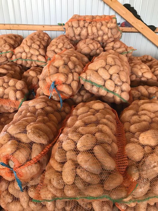 Cartofi consum rosii si albi