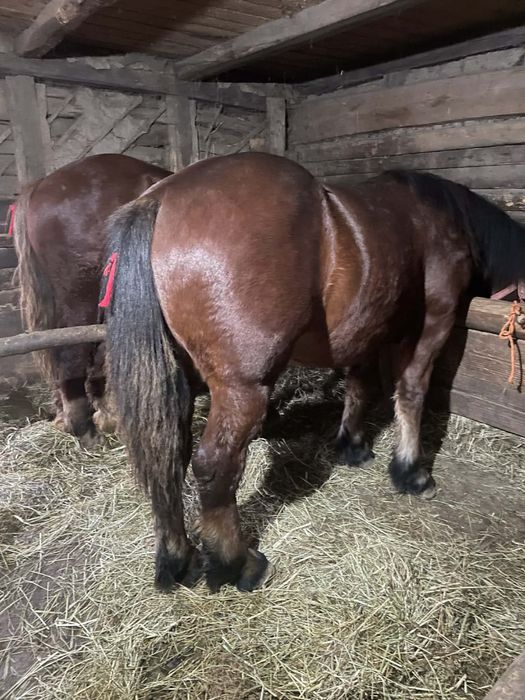 Vand 3 manji de un an si 3 luni