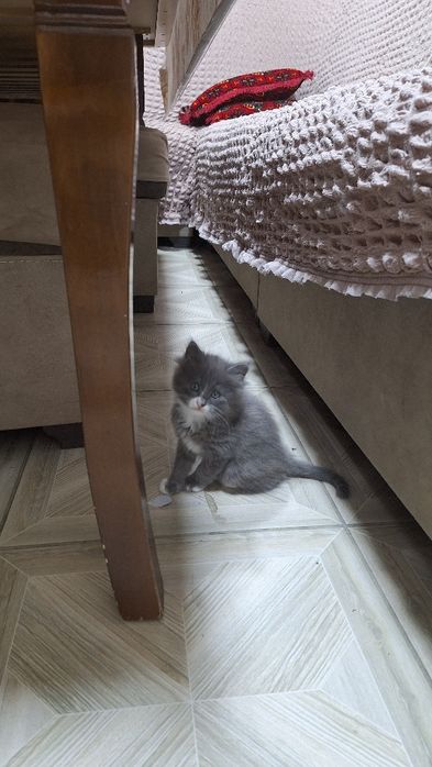 милий Котёночек  Мен куюн  здоровый,  весёлий продам 100 дол