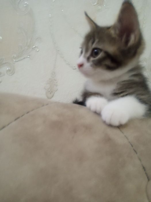 Отдам котенка в хорошие руки . Бесплатно