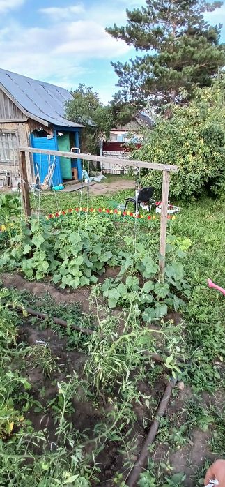 Продаю без торга. Дача на ромашке 8 км от маикудука. СОРТИРОВКА.