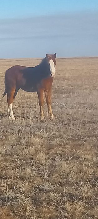 Продам жабагы на согым  жирных