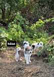 Cățeluși spre adopție