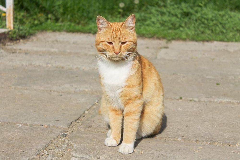 Котик умный и воспитанный