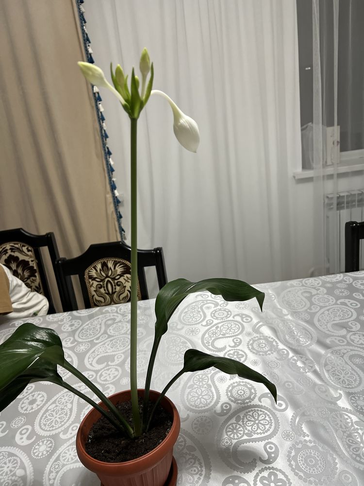 Комнатное растение Эухарис