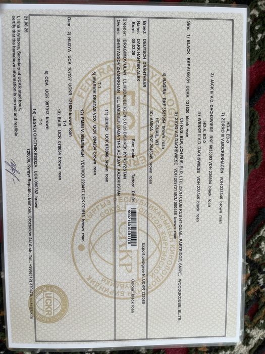 Продается щенок дойч дратхаара