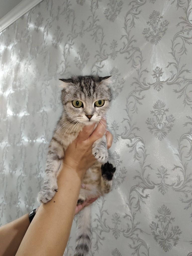 Ищем дом кошечке!
