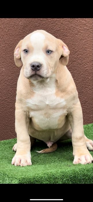 American bully xl