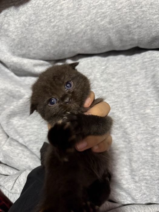 Scottish fold mushuk