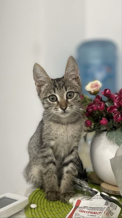 Отдам котенка в добрые руки.