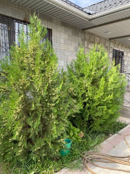 6 шт Туя 2 метров в длину ,1,5 ширину