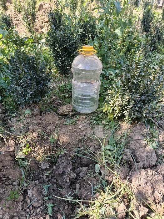 Шамшод кучатлари бор