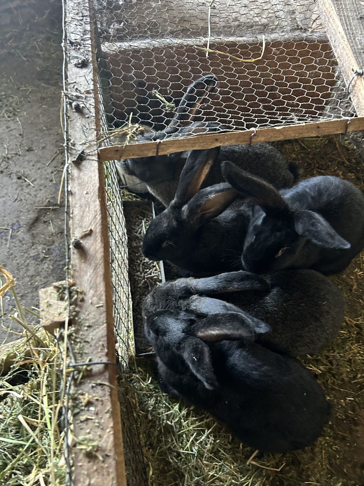 Млади зайци на три  месеца