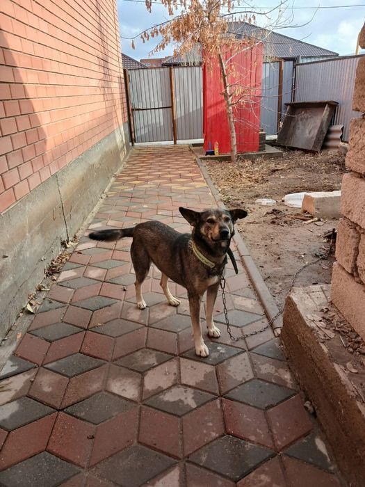 Отдам собака, ит