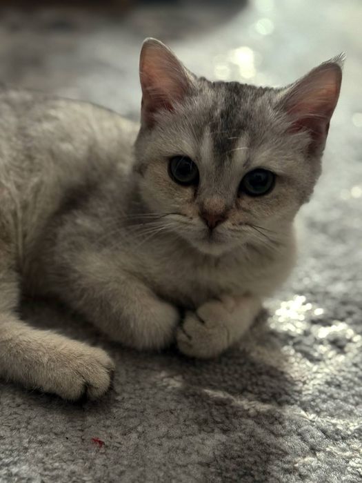 Мраморная шиншилла