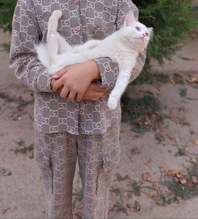 Turk angora oynqaroq aqili 6 oy qiz bolla