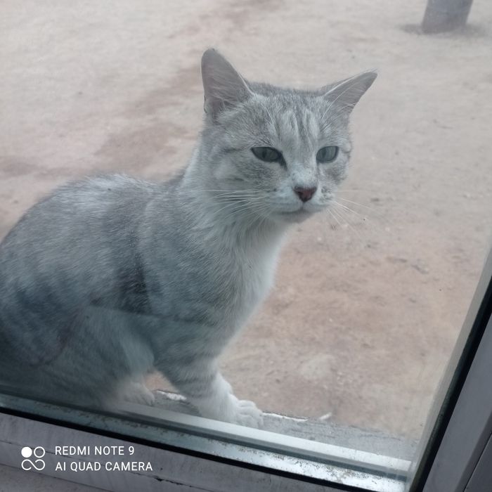 Отдам ласковую кошку