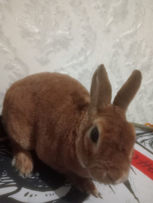 Декоративный кролик