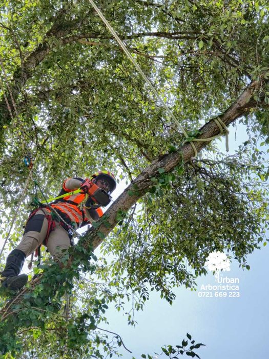 Audit Sănătate Arbori, Pomi Fructiferi, Arbuști - Arborist Cluj-Napoca