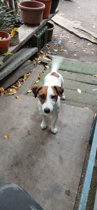 Jack Russel Terrier gratis