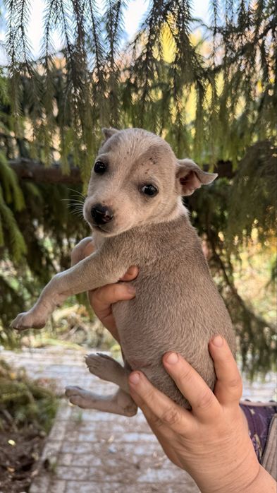Щенки. Крепкие, здоровые. Друг в подарок
