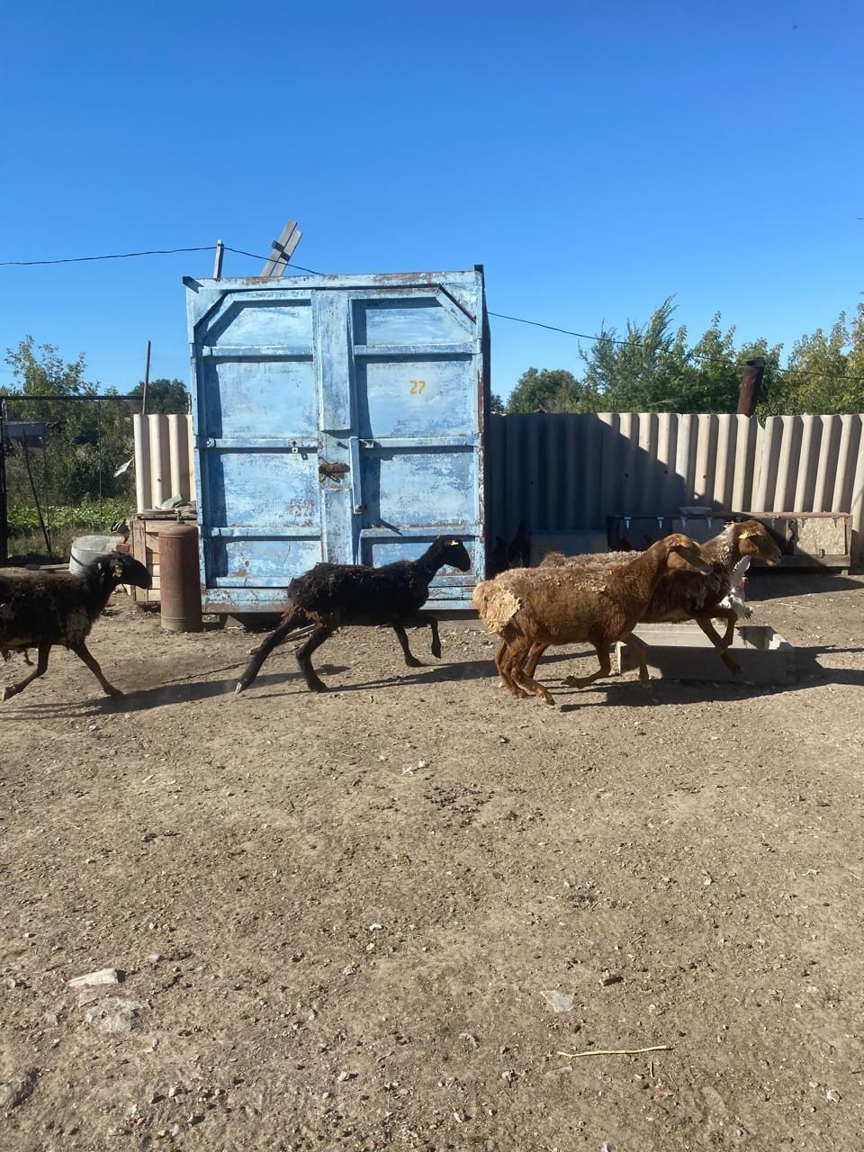 Продам баранов 2жирных 2' не жирных