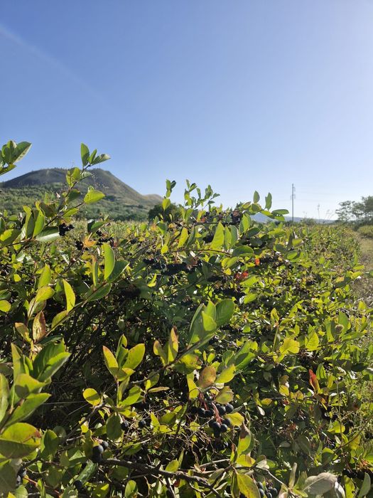 Aronia de vânzare!