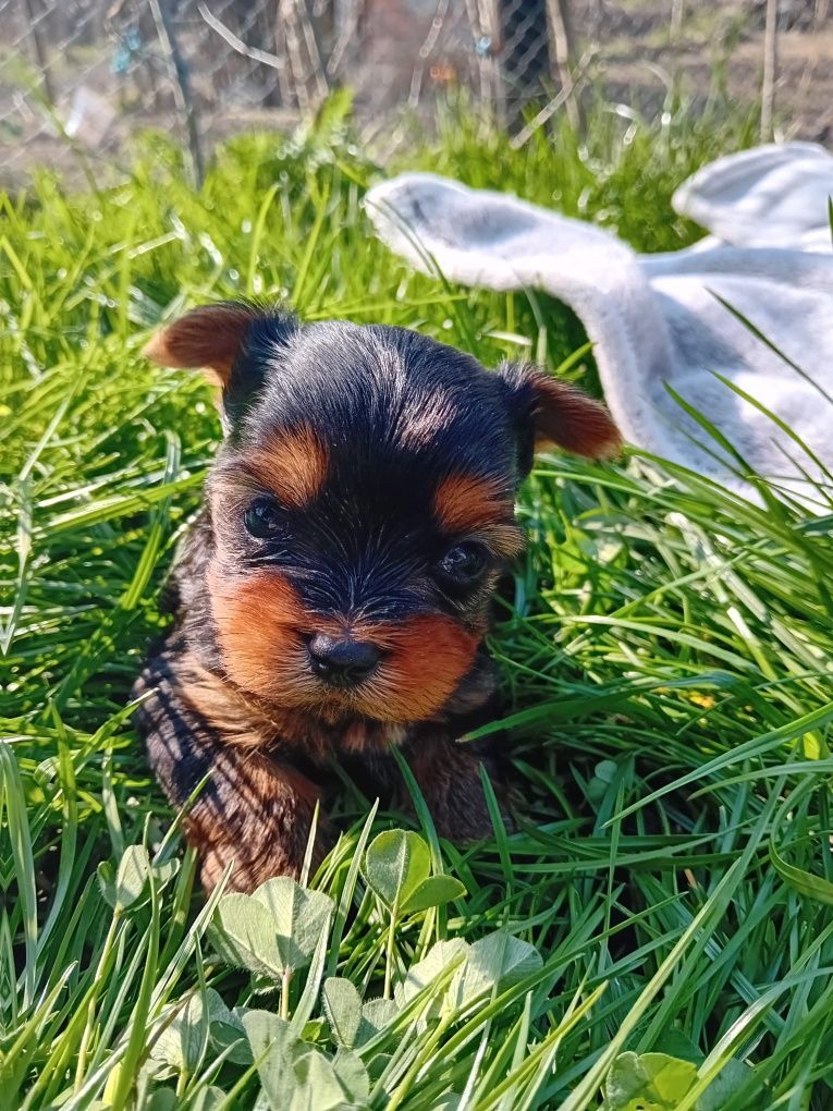 Masculi Yorkshire terrier