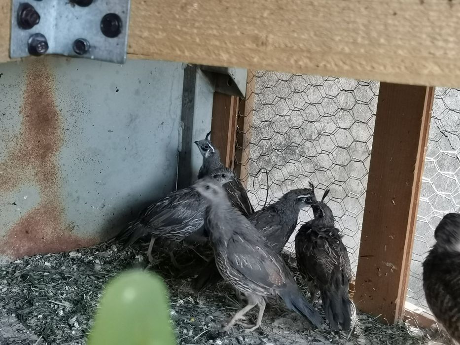 Californiene cu moț