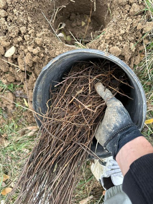 Puteți salcâm molid brad mestecăn