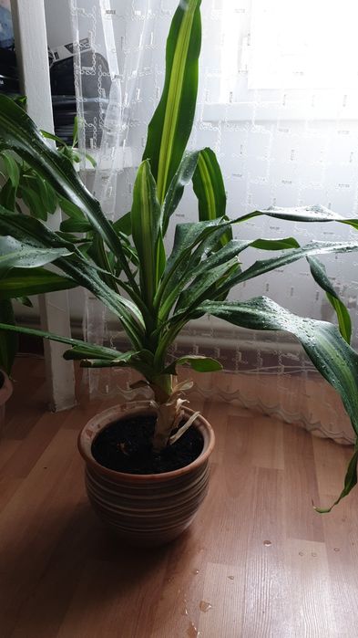 Драцена - комнатные цветы