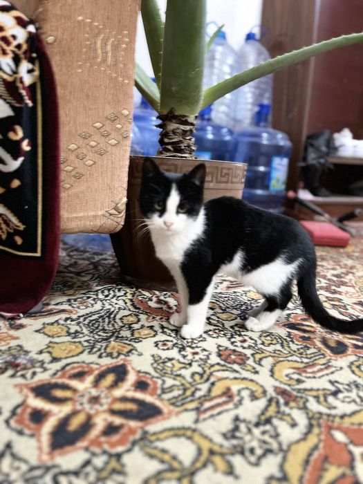 3/4 oylik mushuklar sotladi