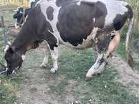 Vănd vaca Holstein cu vițica de 8 zile in comuna Ponoarele