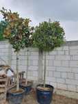 Magnolie grandiflora photinia catalpa Pon pon