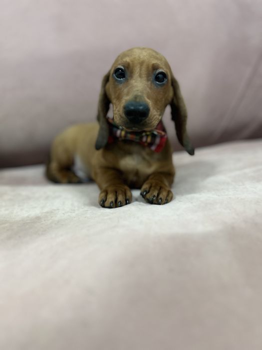 Mascul teckel miniatura cu Pedigree Fci